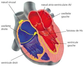Système de conduction cardiaque